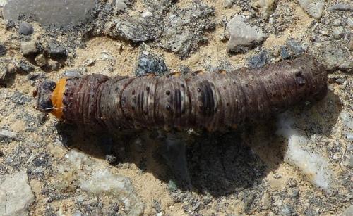 Nychiodes obscuraria